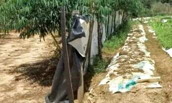 Imagem 5: Vende-se mini chácara em Caldas novas