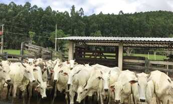 Imagem: Venda-se está fazenda de 88 alqueires no