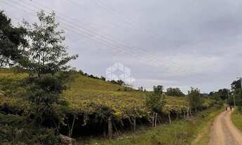 Imagem 4: Propriedade Rural com produção de Uvas e uma casa de Mista