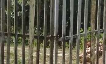 Imagem 3: Vende ou trouco Chácara com venda por R$80.000