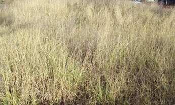 Imagem 4: Vendo terreno 1000 metros zona rural Pitangui