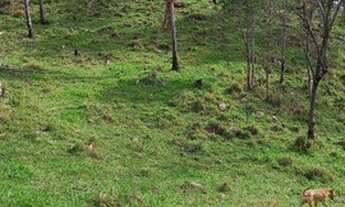 Imagem 5: Oportunidade! Vende-se um espetáculo de fazenda de 43 Alqueires