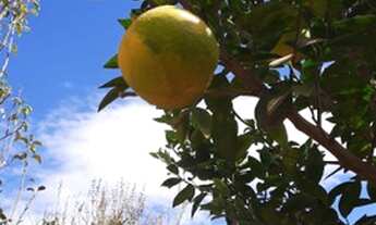 Imagem: Sitio oportunidade