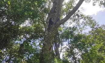 Imagem 5: Sítio em Pirenópolis