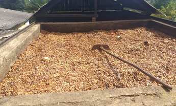 Imagem 4: Vendo Fazenda De Cacau Em Gandu