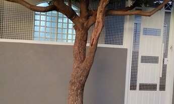 Imagem 2: Vendo ou alugo casa no paraty 3 quartos 1 suite área de laser, garagem para 3 carross