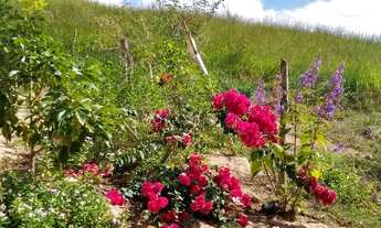 Imagem 4: SÍTIO EM ITAPINA APROVEITE