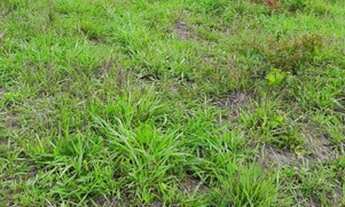 Imagem: Oportunidade! Vende-se uma excelente fazenda