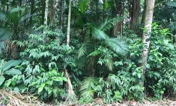 Imagem 4: Terreno Rural em Corupá 130 hectares (1.298.000,00m²