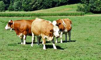 Imagem: Fazenda 1.000 x 3.400 BR 174 km 168 780.000