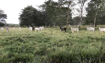 Imagem 3: Fazenda 42 alqueires