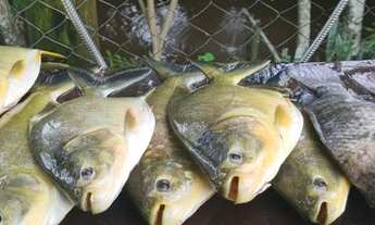 Imagem 7: Fazenda 11,7 hectares sede 4 quartos lagoa pomar Florestal/MG