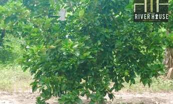 Imagem 3: Fazenda de 226hectares escriturada - venda casa sede com energia elétrica