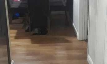 Imagem 3: Apartamento de 2 quartos para compra - Botafogo - Campinas