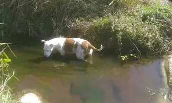 Imagem 4: Terreno 1 hectare R$35000