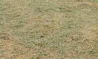 Imagem 7: Granja Coronel Pacheco