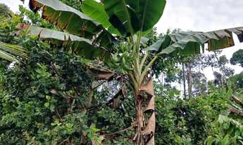 Imagem 3: Vendo terreno na BR 174 ZF 6