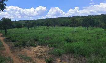 Imagem 6: 54 Hectares de Qualidade/Capacidade 100 Bois..