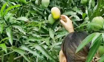 Imagem 5: Sítio Bino farias