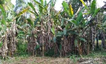 Imagem 6: BARBADA! TERRENO DE 1.800 em Guaratuba - PR ( 4 lotes de 370 m2