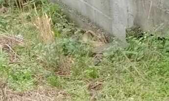 Imagem 5: Terreno à venda - ótima oportunidade