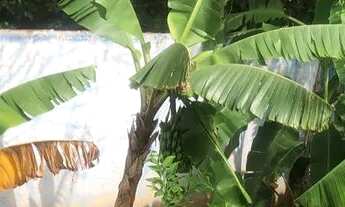 Imagem 5: Chácara Mirassol