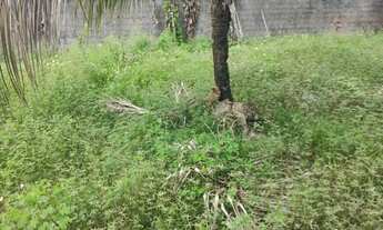 Imagem 2: OPORTUNIDADE! CASA QUINTAL ENORME PERTO DE TUDO!!!