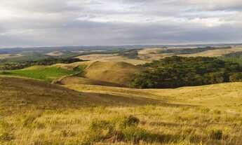 Imagem 3: Excelente oportunidade para investidores em São Francisco de Paula