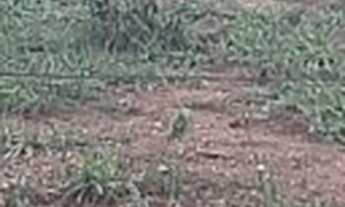 Imagem 2: Oportunidade! Vende-se uma excelente fazenda de 164 Alqueires