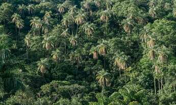 Imagem 5: Fazendinhas 20.000m² Localização Excelente 165.025 + Parcelas