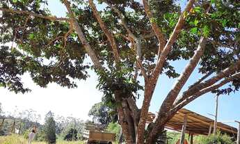 Imagem 5: Área rural em Alto Jucu _Distrito de Arace _Domingos Martins _ES