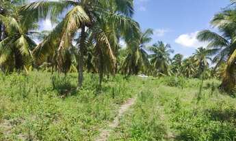 Imagem 2: Vendo 5,5 hectares beira pista vista mar