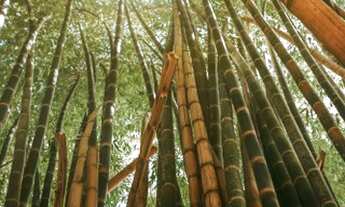 Imagem 4: Fazendinhas 20.000m² Localização Excelente 165.025 + Parcelas