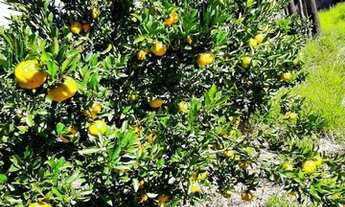 Imagem 3: Vendo chácara em araucária