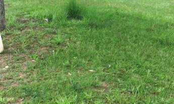 Imagem 3: TERRENO EM CONDOMÍNIO - ALPHAVILLE - SP