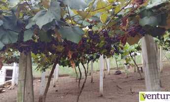 Imagem 3: Excelente sitio no Rincão do Andrade