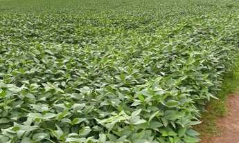 Imagem: OPORTUNIDADE ! Fazenda com 1.495 hectares