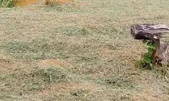 Imagem 5: Granja Coronel Pacheco