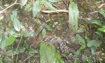 Imagem 4: 100 mil mts quadrados 350 mil reais