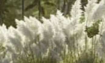 Imagem 5: Lote com valor abaixo de tabela no Aura Legano