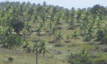 Imagem: Fazenda na Linha verde com 287 hectares