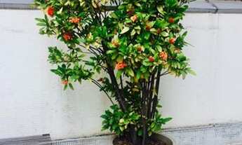 Imagem 7: APARTAMENTO - JARDIM AMÉRICA - SP