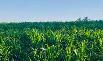 Imagem: Terrenos Planos e Limpos Para Sua Casa de