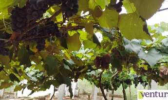 Imagem 4: Excelente sitio no Rincão do Andrade