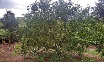 Imagem 6: Chácara 600 m² - Lagoa Dourada