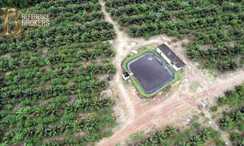 Imagem 3: OPORTUNIDADE! Fazenda produzindo cacau, café, pimenta, coco - Porteira fechada!