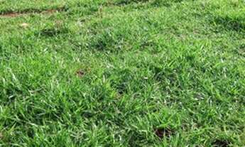 Imagem 6: Oportunidade! Vende-se um espetáculo de fazenda de 43 Alqueires