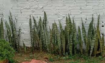 Imagem: Terreno Uberaba Vila São Paulo grande dá