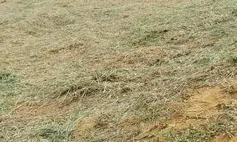 Imagem 2: Granja Coronel Pacheco