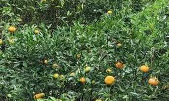 Imagem 6: Sítio na Fazenda de Dentro - Biguaçu